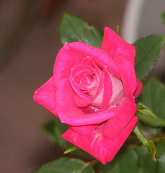 Lady Bren photo lb2012_06210085.jpg